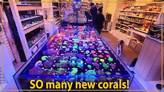 HOLY COW Coral - Unboxing Video