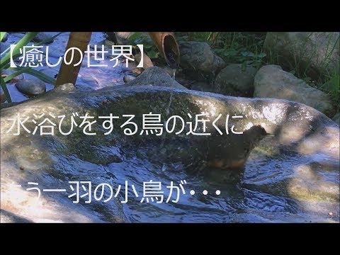 【癒しの世界】水浴び・・気もちよさそっ！憩う小鳥たち