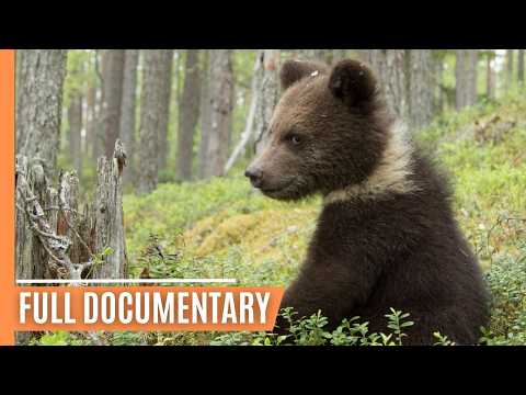 Taiga Awakening - Bears, Grouse, and Golden Waves | Full Documentary