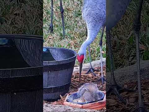 Crane Squirrel Water Dunk FYV