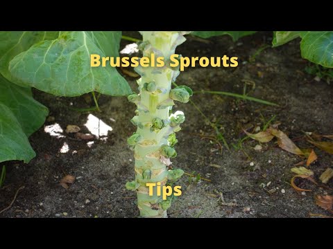 brussels sprout tip