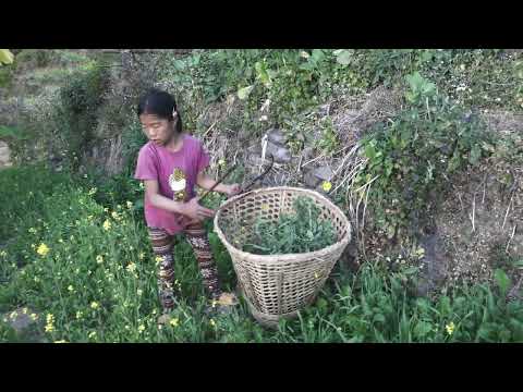 Collecting and cooking green vegetables in village || Rural life