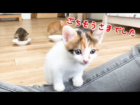 食後のごちそうさまをする子猫