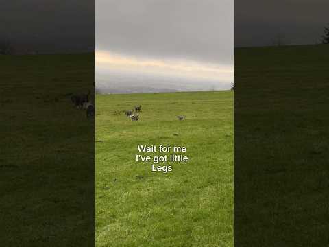 12 week old staffy pup Smudge first walk #bestpuppy #puppyseason #happypaws #funnypuppy #happypuppy