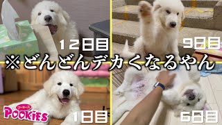 グレートピレニーズの子犬が毎日どんどんデカくなる過程が想定を超えていました。