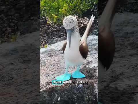 🦶🔵✨🔥Did you know?Blue-footed booby's feet aren't always blue! #BlueFootedBooby#NatureFacts#bird#Leg#