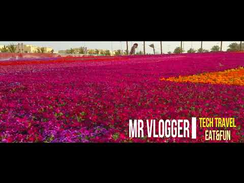 Guinness Record Yanbu Flower Bed | Yanbu  Flower Show