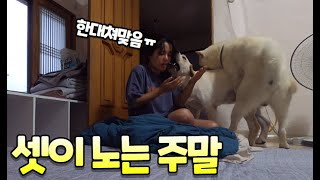 #61 [귀촌 브이로그] 대장없이 셋이 노는 주말