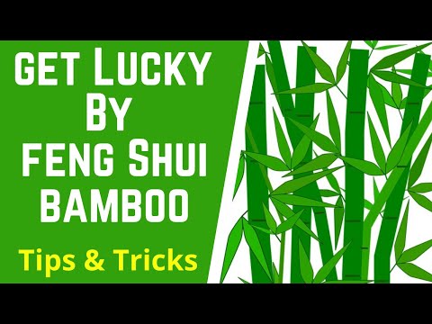 How To Get Lucky By Feng Shui Lucky Bamboo Plant | Where To Place Lucky Bamboo #FengShuiBamboo