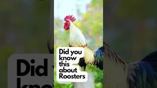 Did you know this about Roosters 🐓