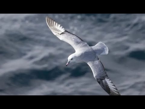 Albatross courtship