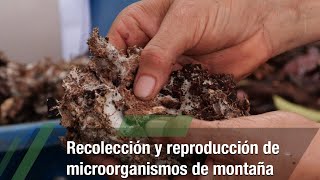 Recolección y reproducción de microorganismos de montaña - TvAgro por Juan Gonzalo Angel Restrepo