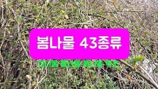 봄나물 43종류/산나물 들나물 산야초 약초 식물/건강정보 HERBS