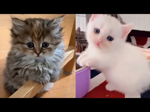 So cute baby cats ♥ Best funny and cute kitten videos