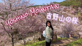 Yoshinoyama (吉野山) Spring Vlog