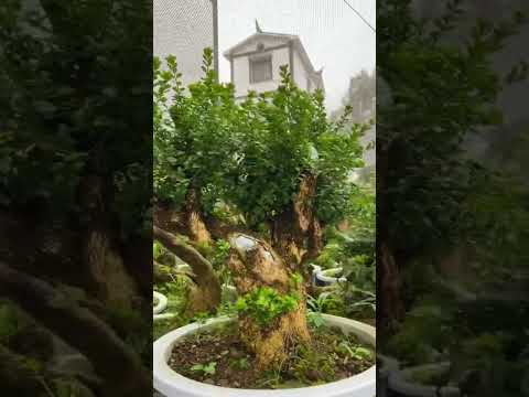 小叶珍珠黄杨，叶子发的非常的密实 #bonsaitree #tree #bonsailovers #bonsaigarden