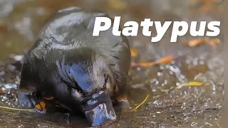 The Platypus: Proof That Nature Has a Sense of Humor