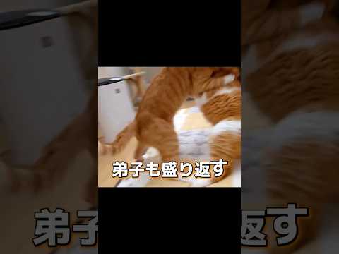 『茶トラ部屋』入門者募集中です。 #cat #保護猫 #猫