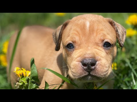 Puppies first time outside!