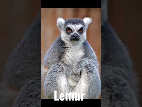 Lemur#endangeredspecies #lemurs #animals #worldlemurday28october#zoo