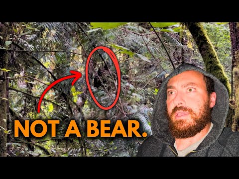 Bigfoot Threw a Rock at My Daughter…Later I Saw Him