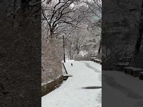 雪地里的一只猫