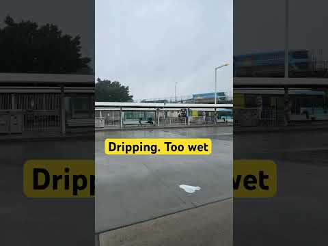 Dripping. Too wet morning | 15 Jan 2024 #pilipinassaaustralia #philippinesinaustralia