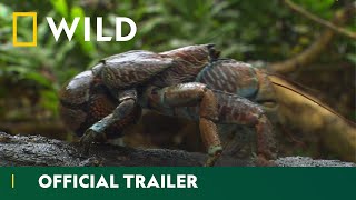 Equator's Wild Secrets | Official Trailer | National Geographic UK