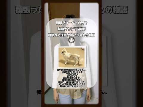 【想像してみて】保護犬まこちゃんの物語① #替え歌 #歌ってみた #保護犬 #shorts #ポメラニアン