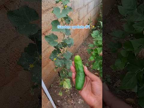 GROWING OUR OWN PRODUCE HAS NEVER BEEN MORE FULFILLING 😍 #shortvideo #africa #homestead #garden