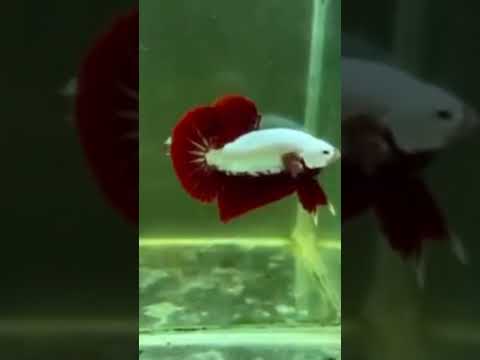 Red Dragon halfmoon Plakat Betta fish #bettabreeder #betta #beautifulbetta #bettaindonesia #viral