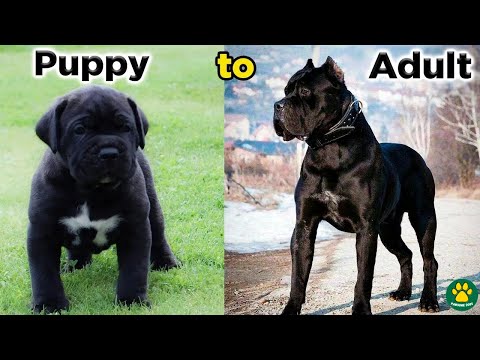 TOP 30 DOG BREEDS Before and After Growing Up | Puppy to Adult