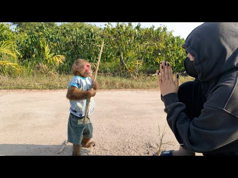 Kobi and journey to chase the thief who intends to kidnap baby monkey Mon