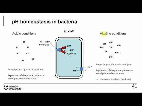 ABT Bacterio 4