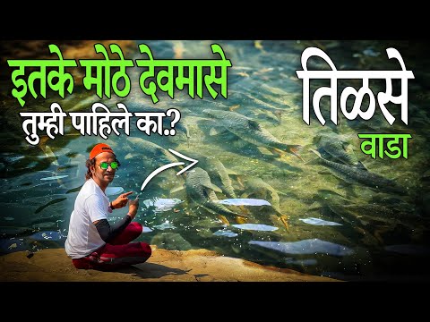 इतके मोठे देवमासे (देवगुणी) तुम्ही पाहिले का.? | TILSA GOD FISH | Tilsa Shiv Mandir Devmasa | Wada