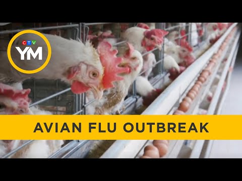 Avian Flu Outbreak | Your Morning