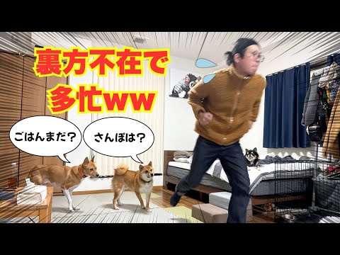 【多頭飼いルーティン】忙しすぎて献立を考えられないから時短メシで乗り切る！