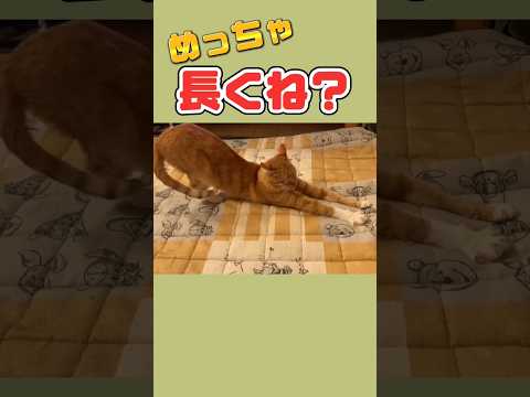 長すぎるここに猫がいました。 #shorts #cat #猫