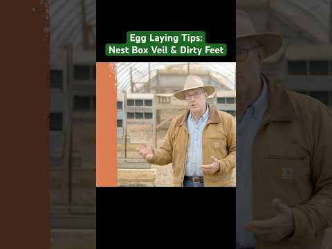 Egg Laying Tips: Add a Veil to help provide dark Nest Box for Laying + dirty feet! Joel Salatin