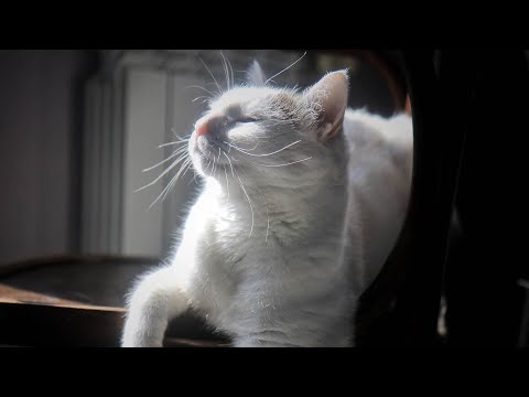 Sleepy Kitten Music! - Relax your Cats and Send them to Sleep CATS LOVE THIS MUSIC!