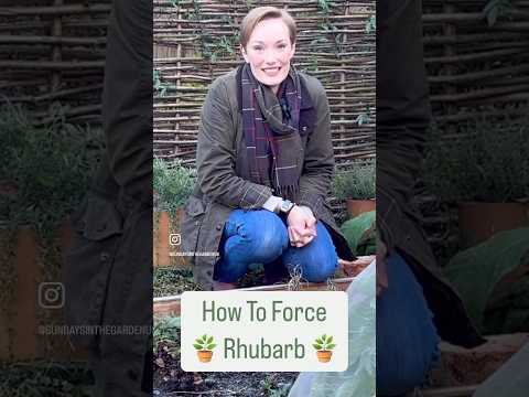 HOW TO FORCE RHUBARB #gardening #garden #rhubarb #cottagegarden #allotmentgardening #kitchengarden