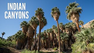 Indian Canyons: Hiking Palm Canyon & Andreas Canyon in Palm Springs