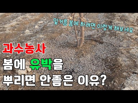 과수농사, 봄에 유박을 뿌리면 안좋은 이유?