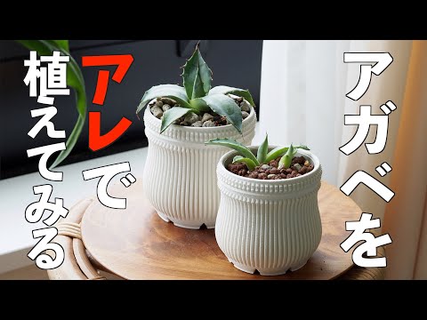 【アガベ】子株を排水性抜群のアレに植える実験！春の植え替え祭りと成長報告【室内vs室外】