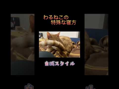 これが落ち着くみたいです　#shorts  #猫 #寝る猫