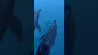 Beautiful dolphins #MarineMammals #DolphinIntelligence #Echolocation #DolphinConservation