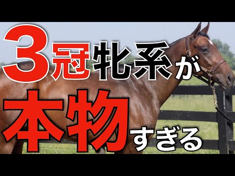 3冠馬輩出の牝系からまたも大物！日本での繁栄が止まらない。