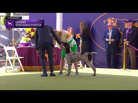 Pointers (German Wirehaired) | Breed Judging 2024