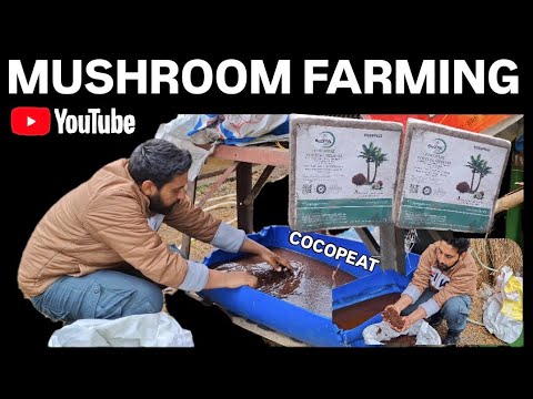 Mushroom farming in India | Cocopeat caseing prepare full Proces guide Button mushroom farming