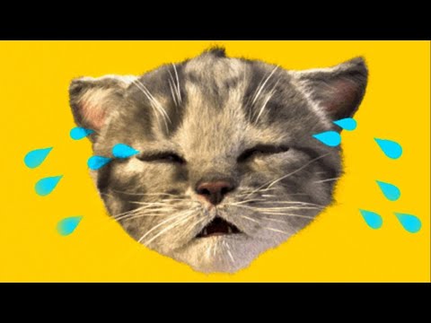 CUTE LITTLE KITTEN ADVENTURE  OF A LITTLE KITTY 😸 Cat Play Fun Pet Care VIDEO FOR PRESCHOOLERS #1168